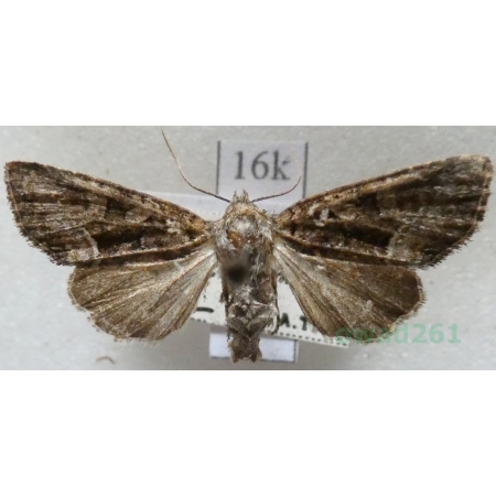 Oligia versicolor (Borkhausen, 1792) Czech16k